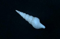 藏品(捲管螺)的圖片